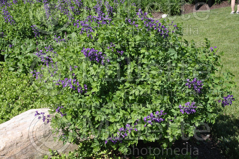 Salvia Purple Rain (Sage) 2 