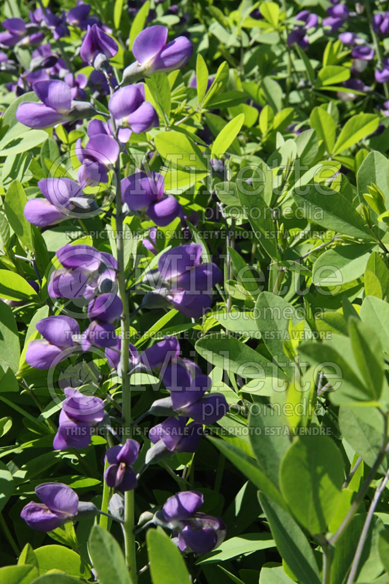 Salvia Purple Rain (Sage) 3 