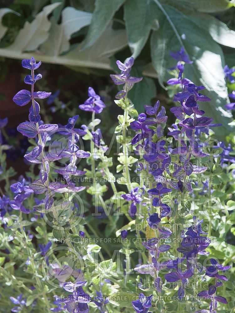 Salvia Blue Denim (Sage) 2 