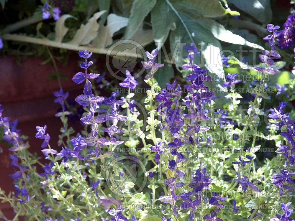 Salvia Blue Denim (Sage) 1 