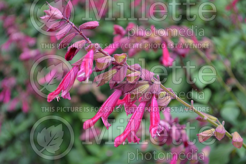 Salvia Wendy's Wish (Sage) 2  