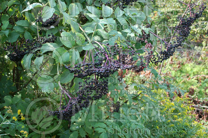 Sambucus canadensis (Elderberry) 4  