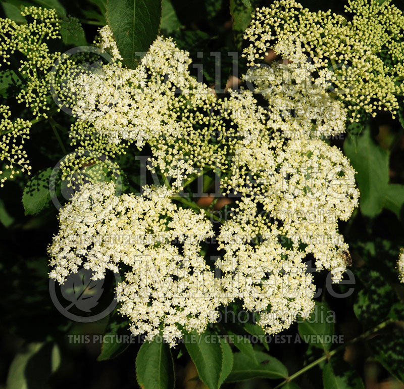 Sambucus canadensis (Elderberry) 7  