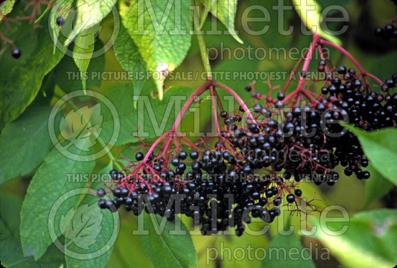 Sambucus Aurea (Golden American Elder) 2