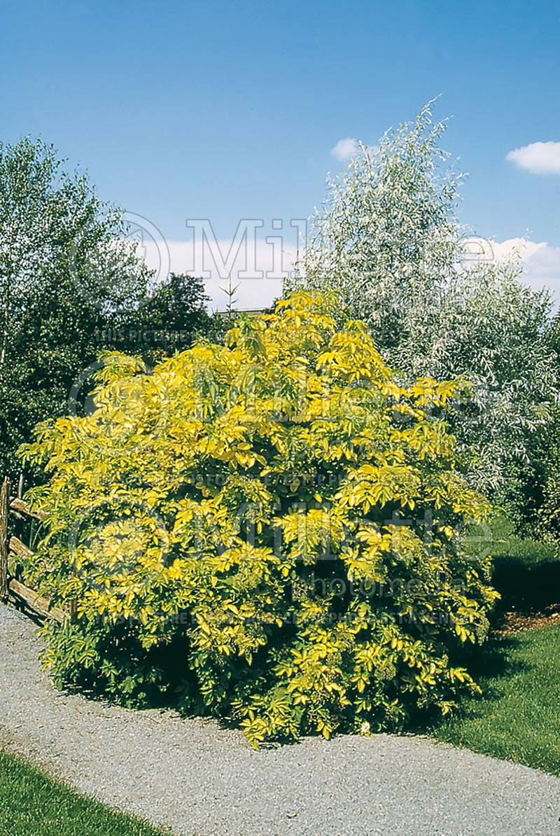 Sambucus Aurea (Golden American Elder) 1 