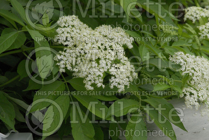 Sambucus canadensis (Elderberry) 1  