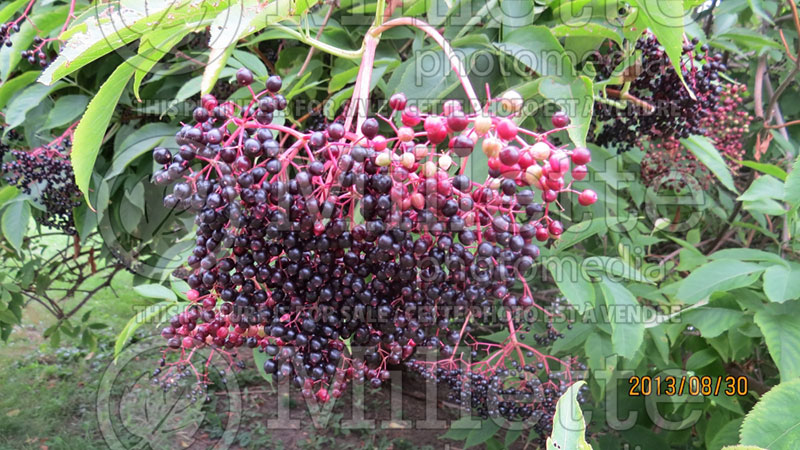 Sambucus canadensis (Elderberry) 5  