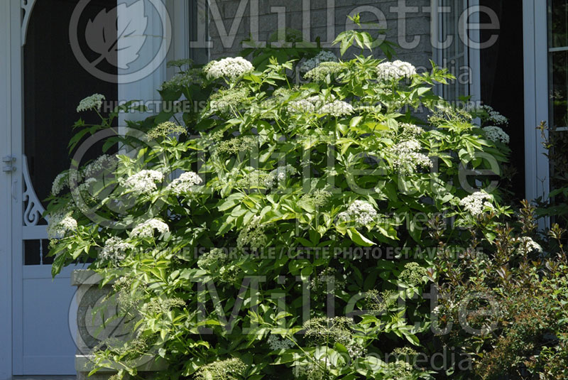 Sambucus canadensis (Elderberry) 6  