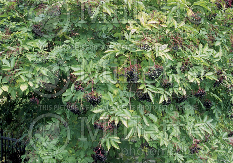 Sambucus canadensis (Elderberry) 2  