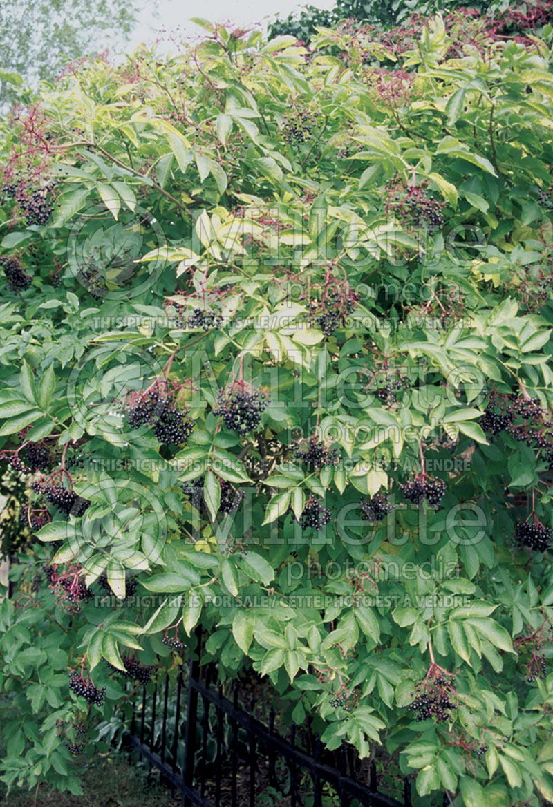 Sambucus canadensis (Elderberry) 3  