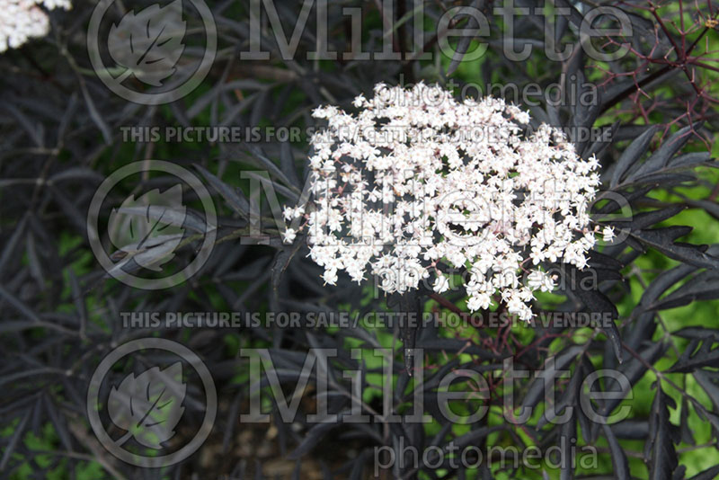 Sambucus Black Beauty aka Gerda  (Elderberry) 1  