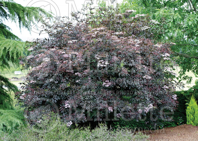 Sambucus Black Beauty aka Gerda  (Elderberry) 3  