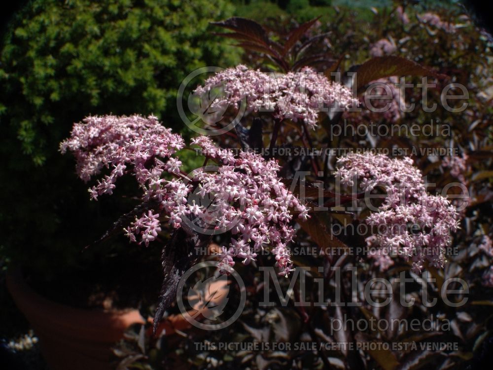 Sambucus Black Beauty aka Gerda  (Elderberry) 4  