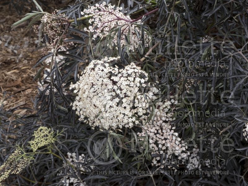 Sambucus Black Lace aka Eva (Elderberry) 8