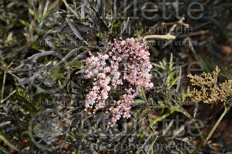 Sambucus Black Lace aka Eva (Elderberry) 6