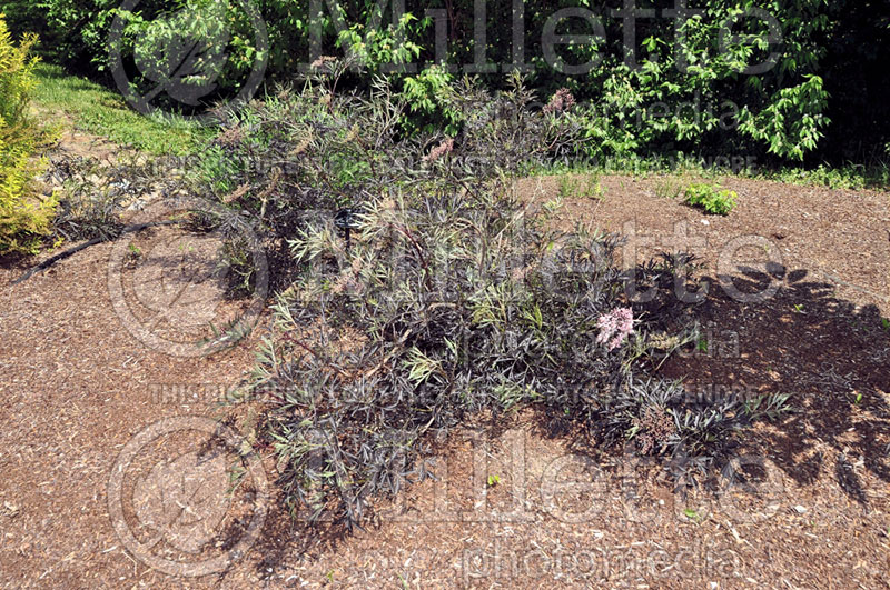 Sambucus Black Lace aka Eva (Elderberry) 5