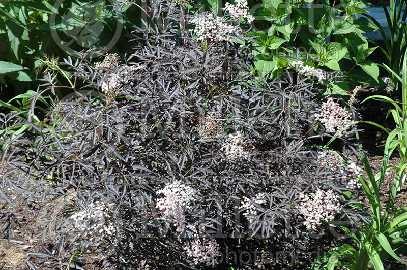 Sambucus Black Lace aka Eva (Elderberry) 2