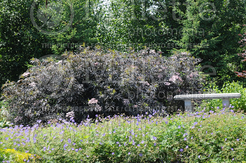 Sambucus Black Lace aka Eva (Elderberry) 1