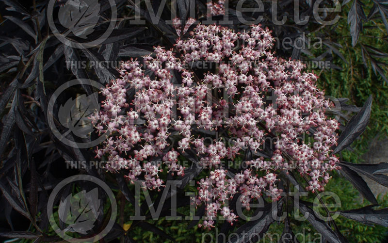 Sambucus Black Lace aka Eva (Elderberry) 4