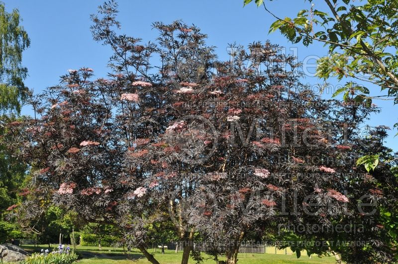 Sambucus Black Lace aka Eva (Elderberry) 7