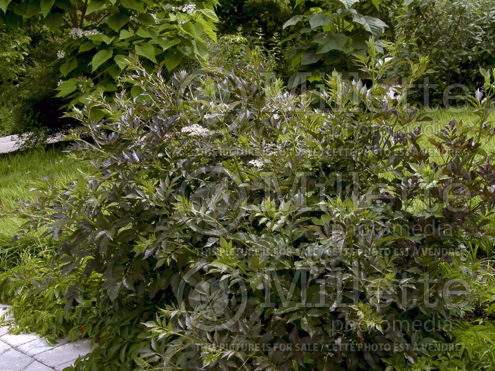 Sambucus Guincho Purple (Elderberry) 1  