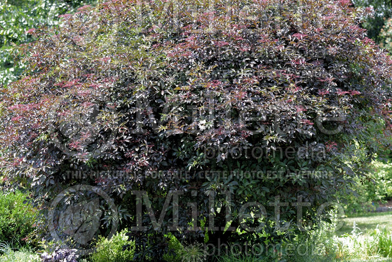 Sambucus Thundercloud (Elderberry) 1