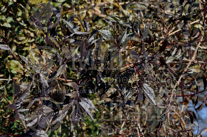 Sambucus Thundercloud (Elderberry) 2