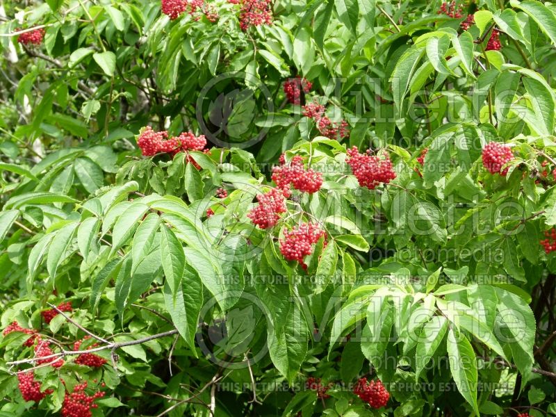 Sambucus pubens (Elderberry) 1