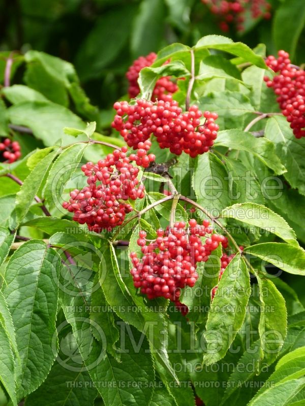 Sambucus pubens (Elderberry) 2