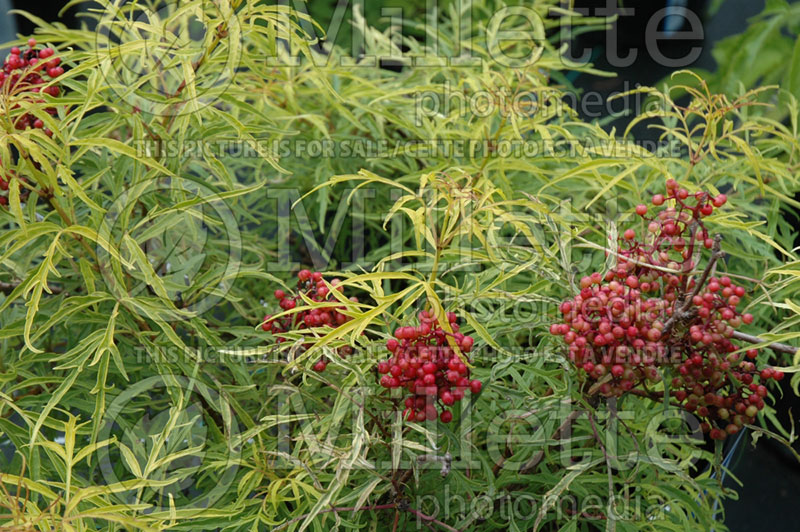 Sambucus Goldenlocks or Golden Locks (Elderberry) 1  