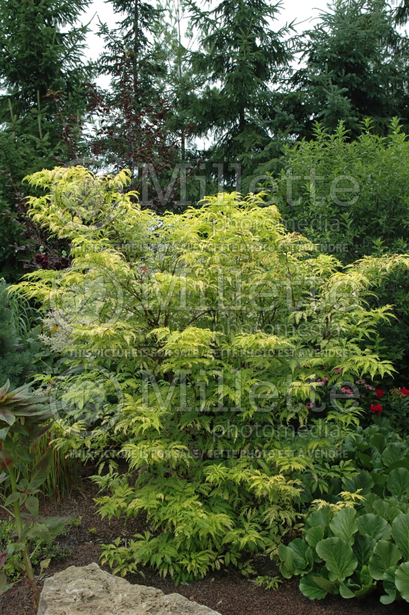 Sambucus Sutherland Gold (European Red Elder) 1 