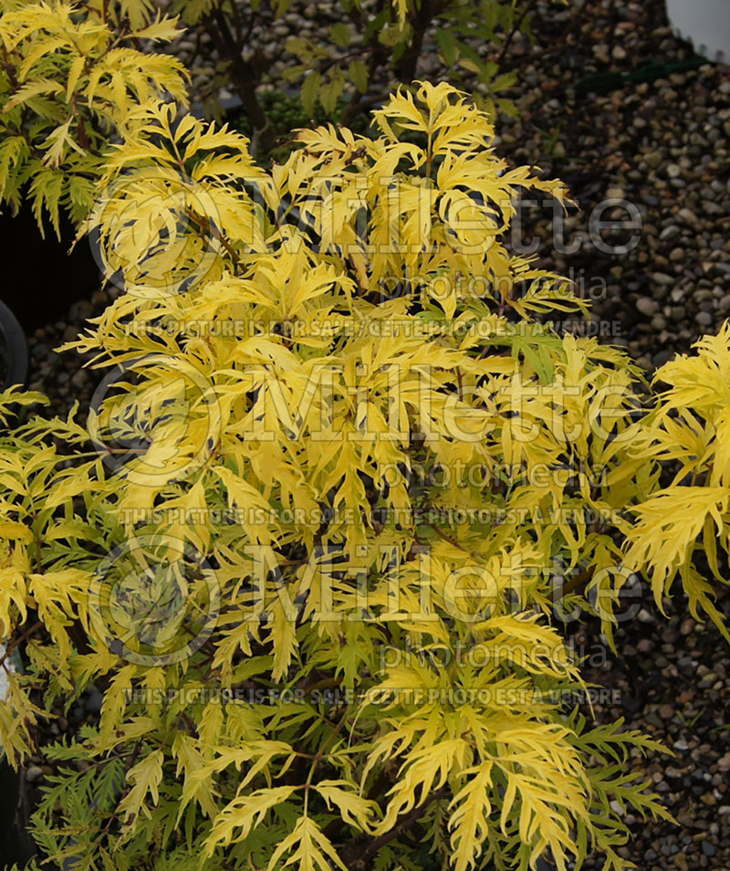 Sambucus Sutherland Gold (European Red Elder) 3 