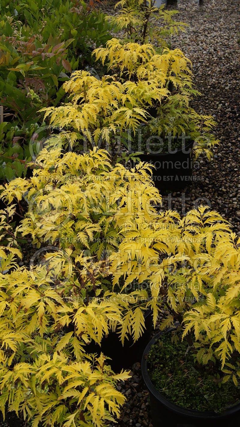 Sambucus Sutherland Gold (European Red Elder) 4 