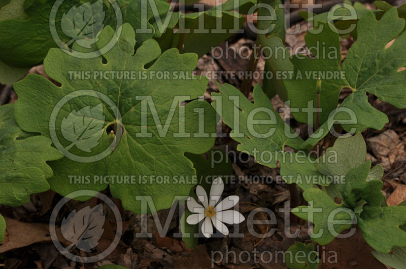 Sanguinaria canadensis (Bloodroot) 2