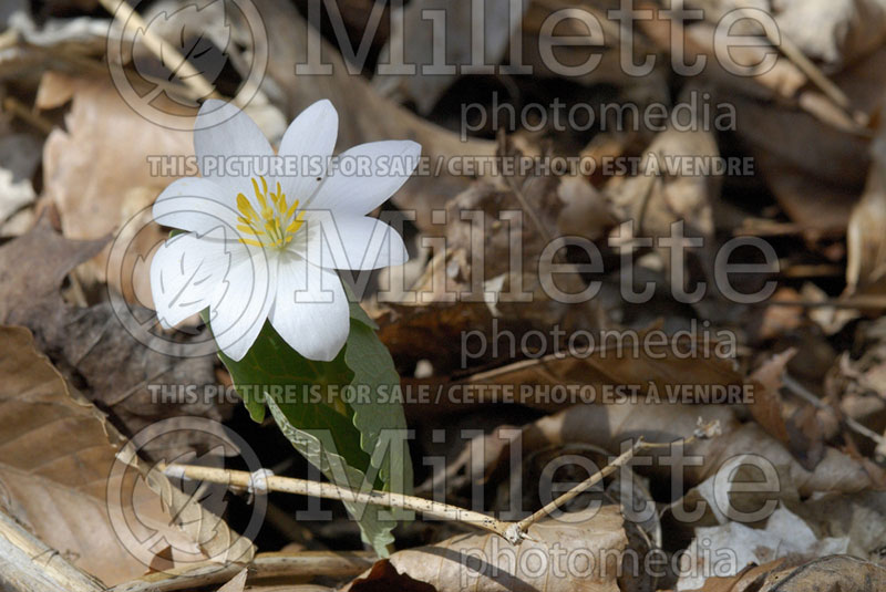 Sanguinaria canadensis (Bloodroot) 5