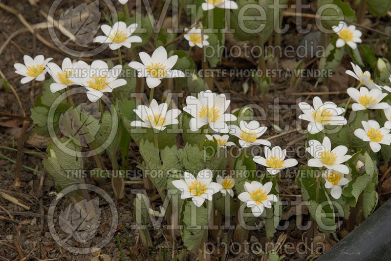 Sanguinaria canadensis (Bloodroot) 6