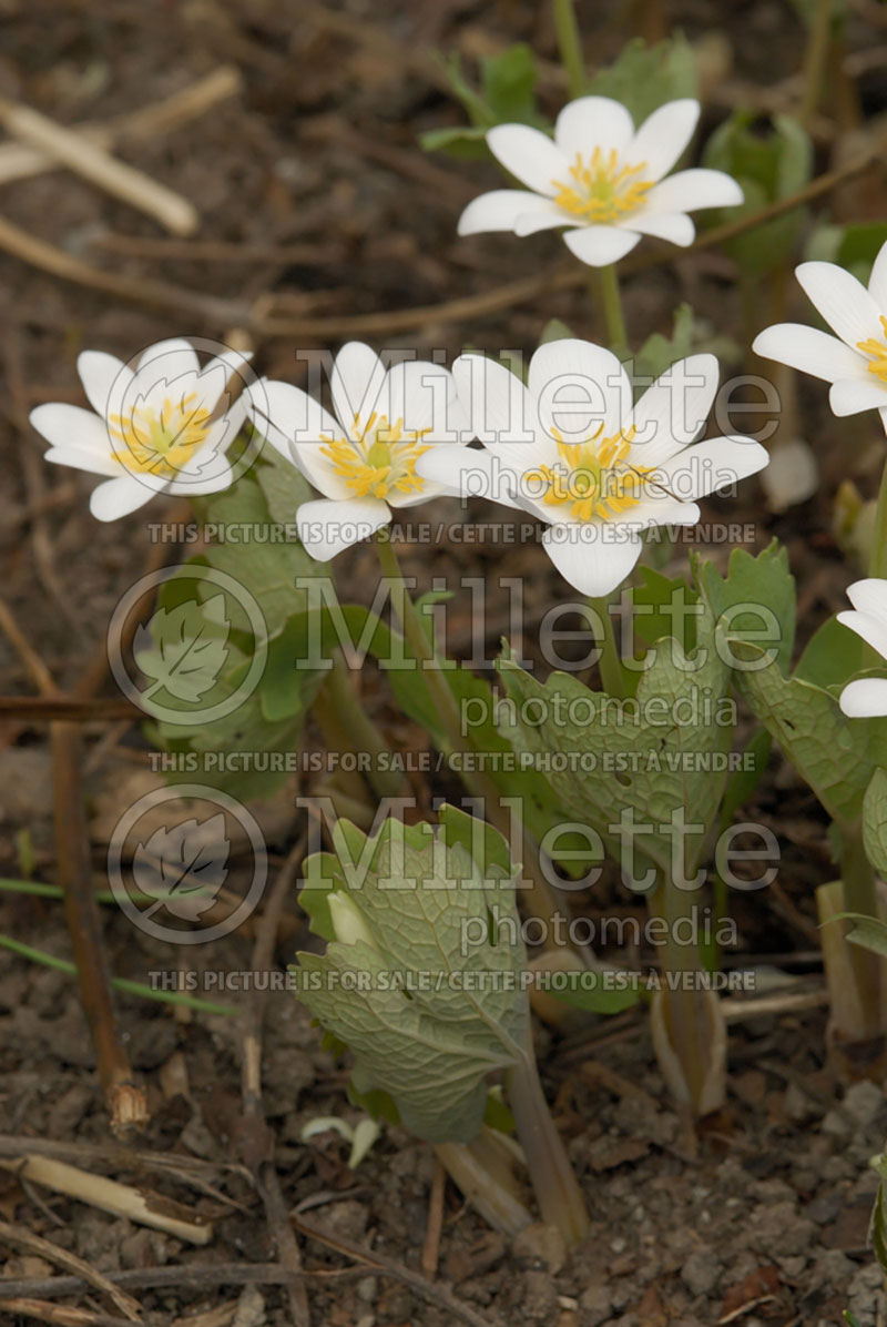 Sanguinaria canadensis (Bloodroot) 7