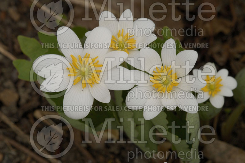 Sanguinaria canadensis (Bloodroot) 8