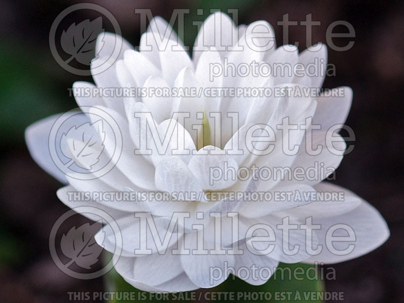 Sanguinaria Multiplex (Bloodroot)  1