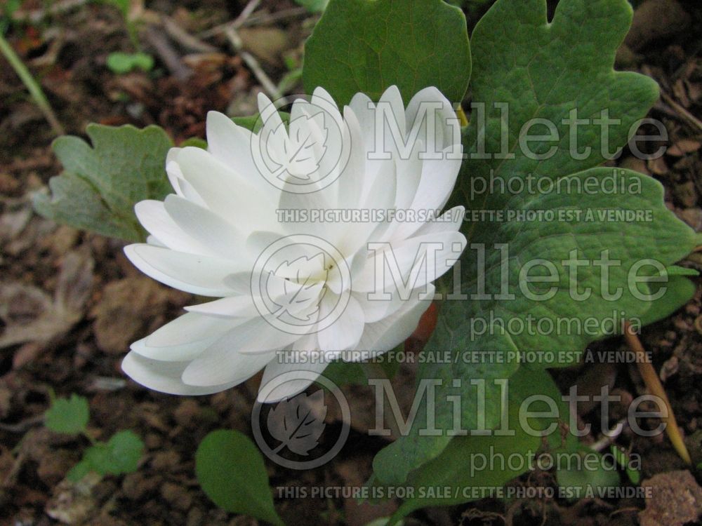 Sanguinaria Plena (Bloodroot) 1 