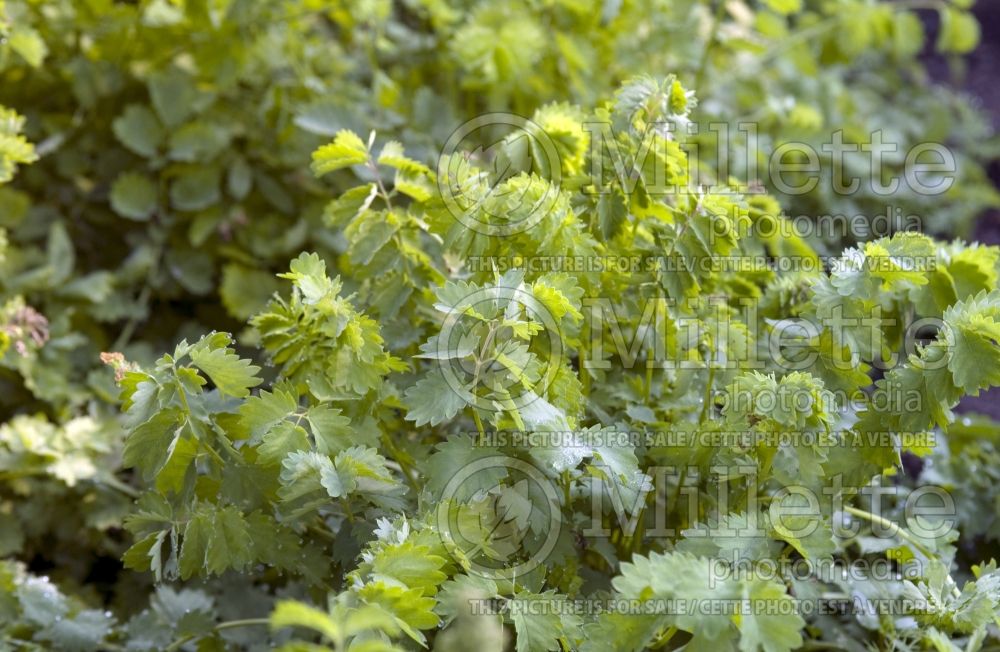 Sanguisorba minor (Burnet) 1 