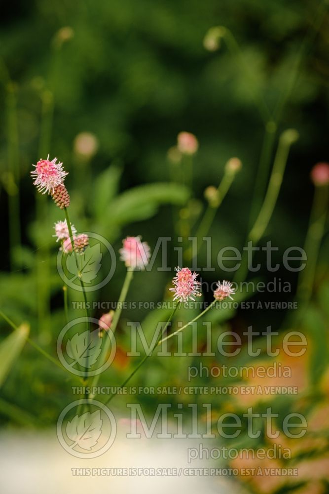 Sanguisorba Pink Tanna (Bloodroot Great Burnet) 4