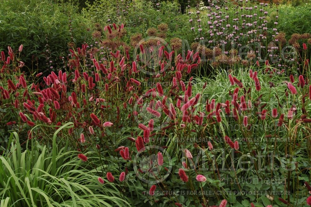 Sanguisorba menziesii (Burnet) 4 