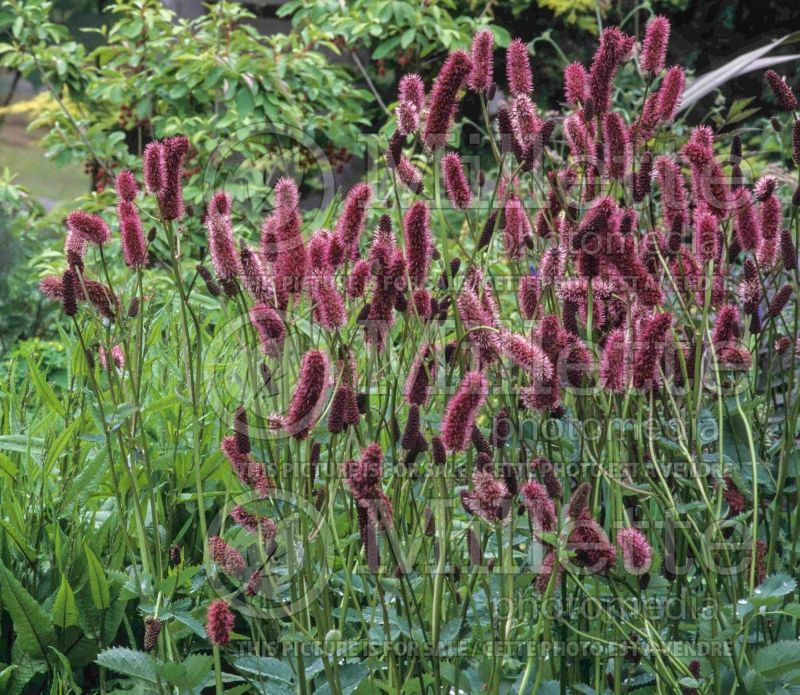 Sanguisorba menziesii (Burnet) 3 