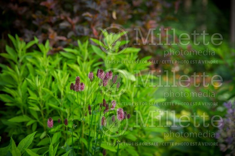 Sanguisorba menziesii (Burnet) 2 