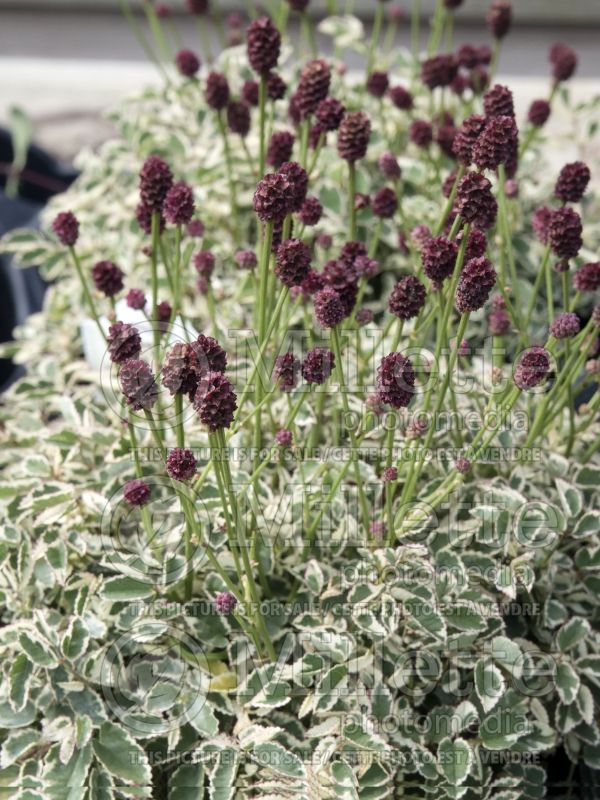 Sanguisorba Little Angel (Burnet) 3 