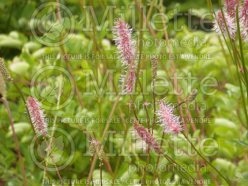 Sanguisorba obtusa (Burnet) 1 