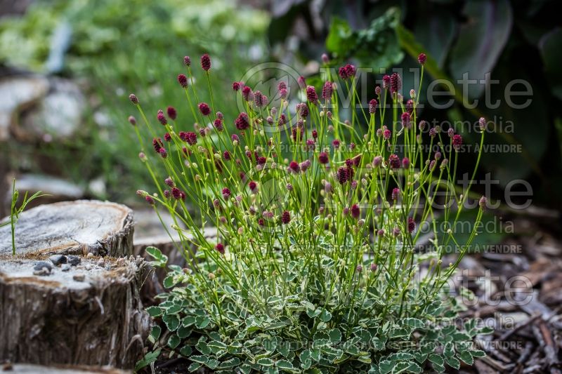 Sanguisorba Little Angel (Burnet) 1 