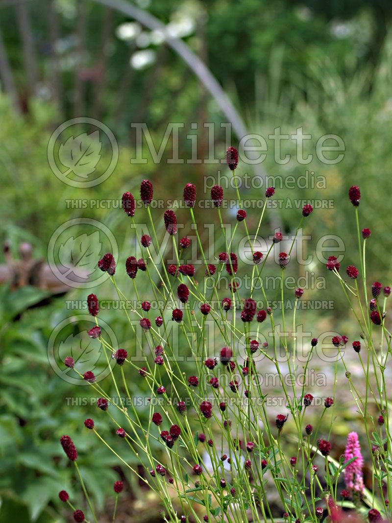 Sanguisorba Red Thunder (Bloodroot)  1