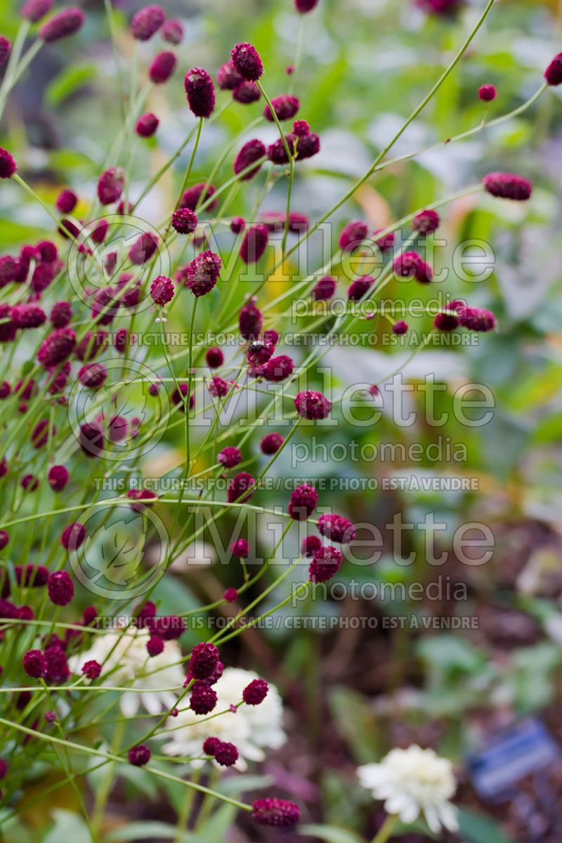 Sanguisorba Red Thunder (Bloodroot)  2